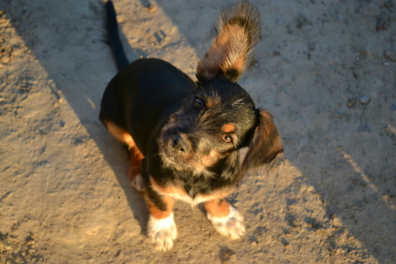 a black brown and white dog on a dirt ground