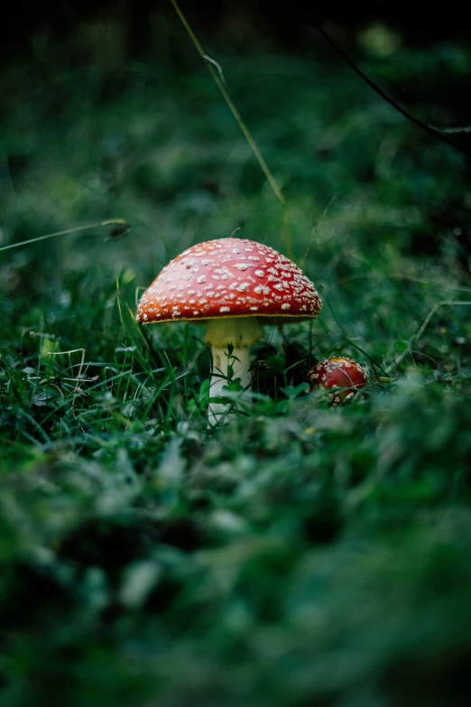 the mushroom is sitting in the grass near another mushroom