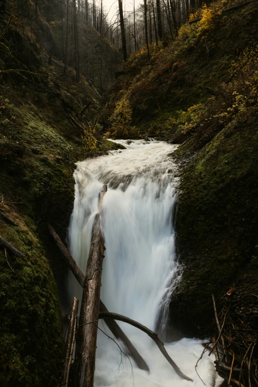 a long, winding stream near a large tree log