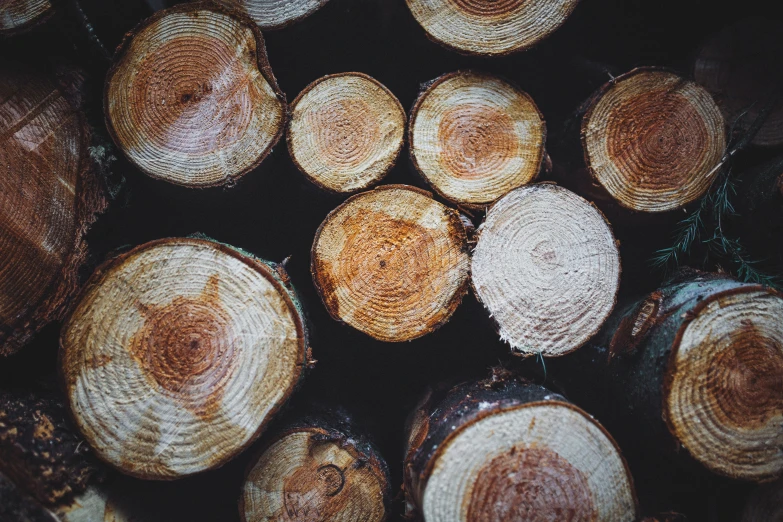 several logs of a wood are stacked together