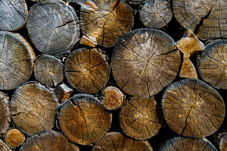 the inside of some cut up logs