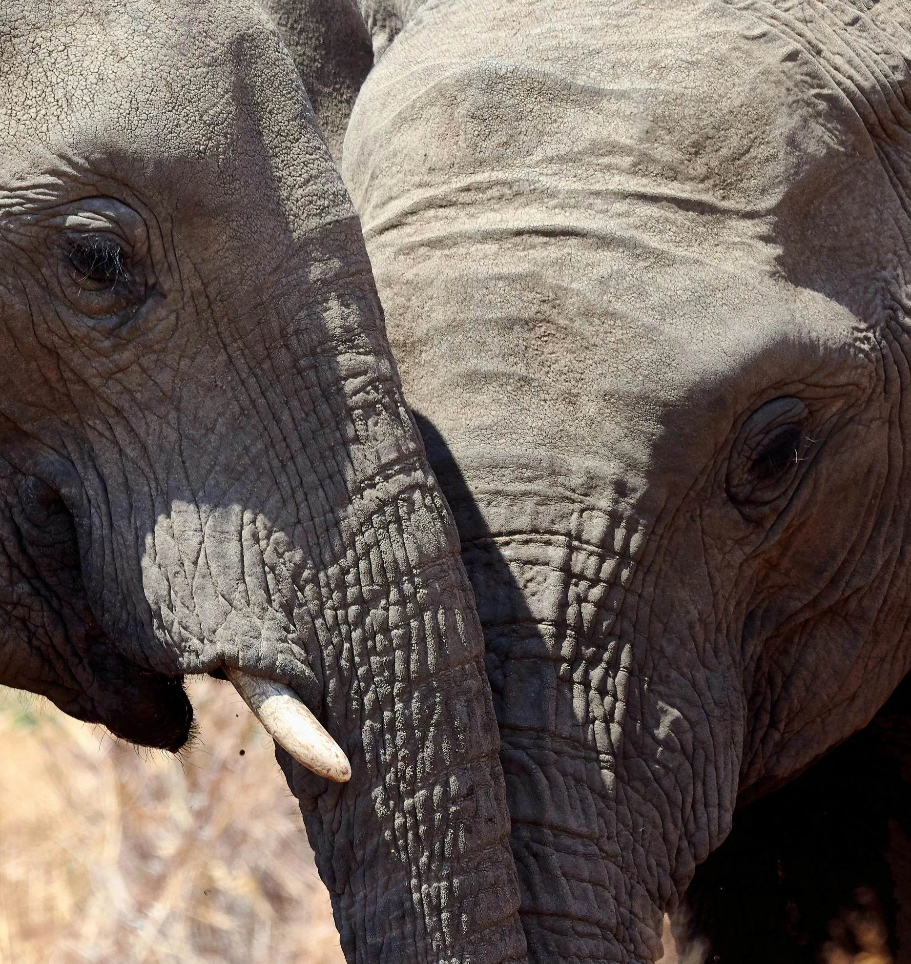 an elephant standing close to the camera with it's tusks showing