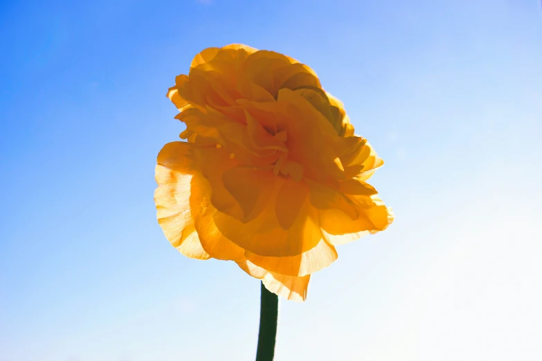 a large yellow flower with white stamen on a sunny day