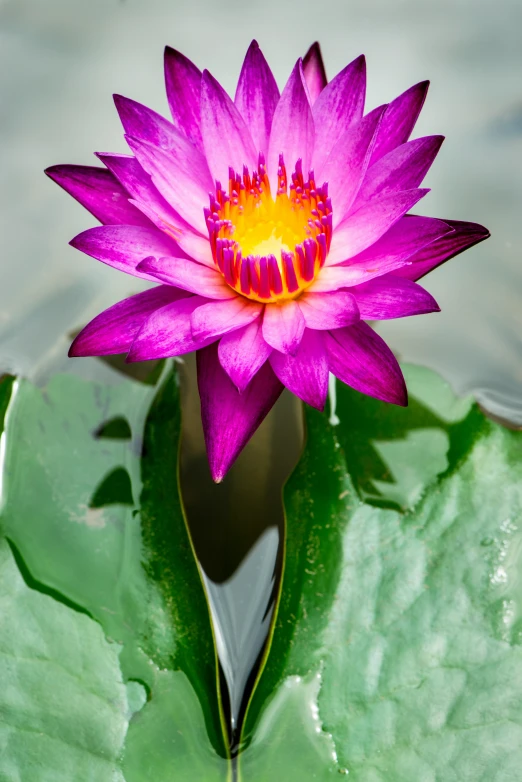 pink waterlily with green leaves in the pond