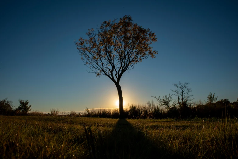 a lone tree casts the shadow on the ground