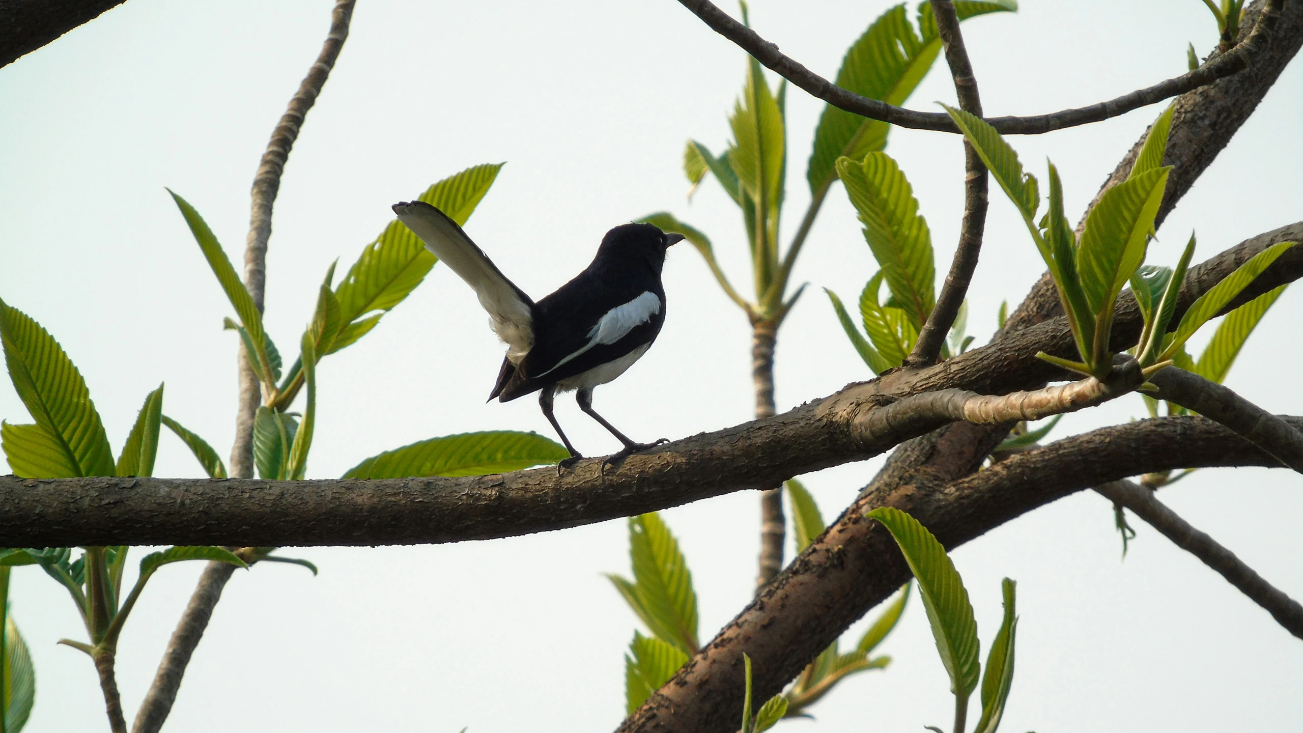 black and white bird sitting on nch in tree