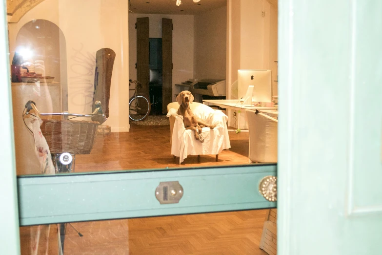 dog sitting in a chair in front of a mirror