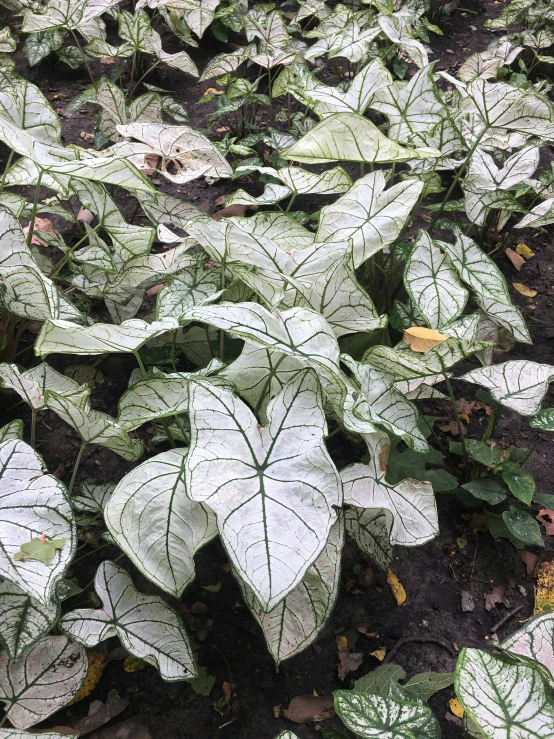 a couple of leaves that are in some dirt