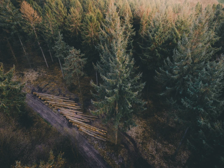 a forest with a forest pathway surrounded by trees