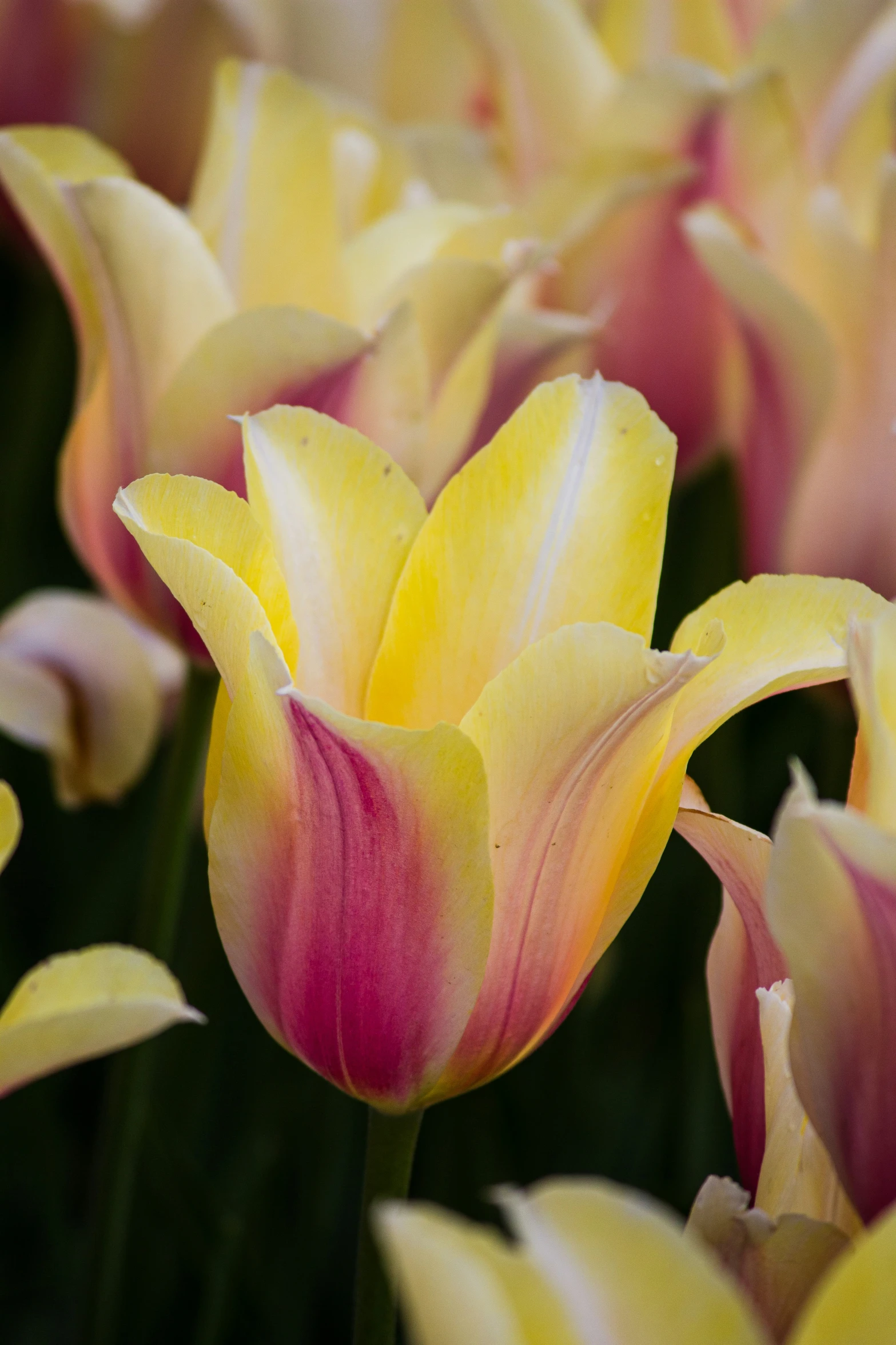 a bunch of very pretty yellow and red flowers