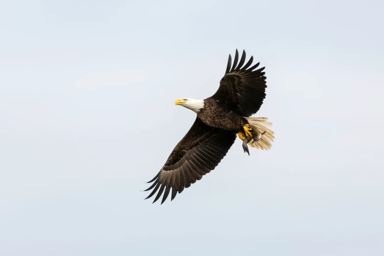 an eagle flies through the air on a clear day