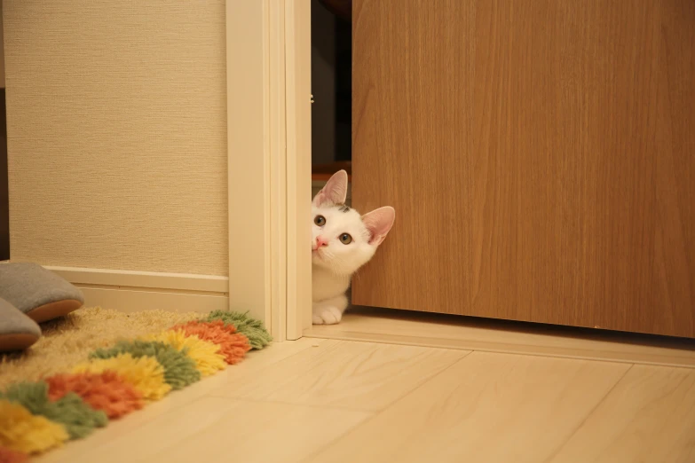 an image of a white cat peeking out from behind a doorway
