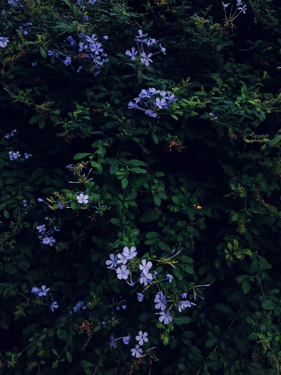 blue and green flowers on a tree