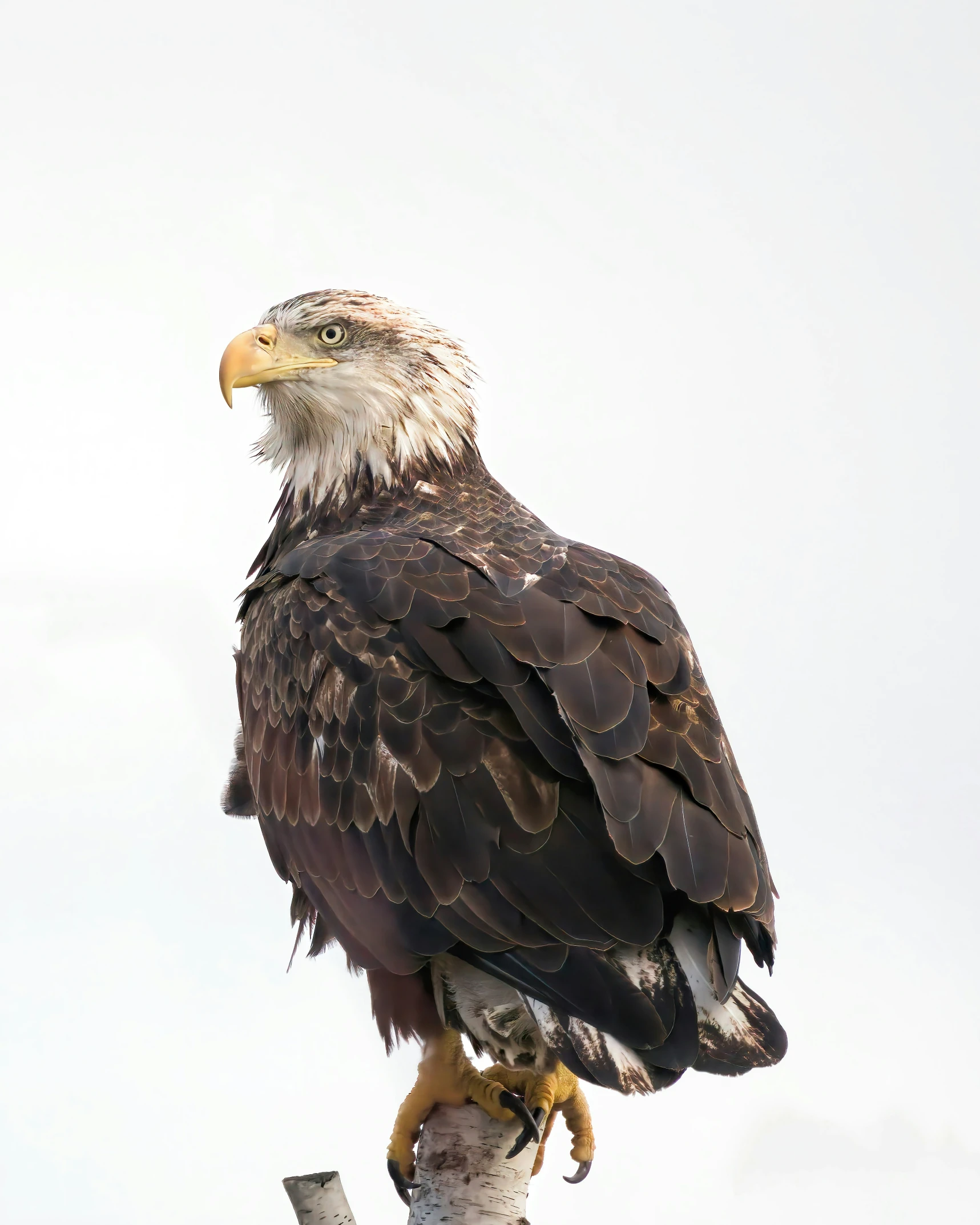 an eagle perches on top of a dead tree nch