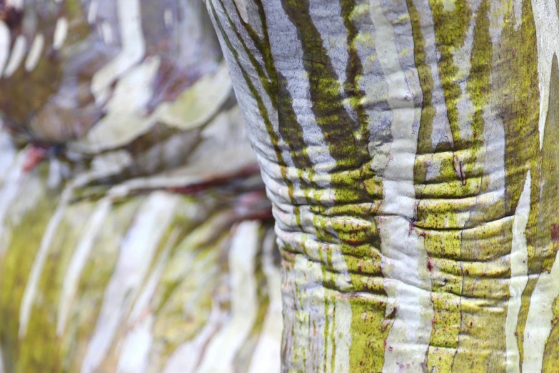 a green leafy object with white and red lines