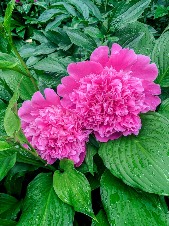 a pink flower in a lush green bush