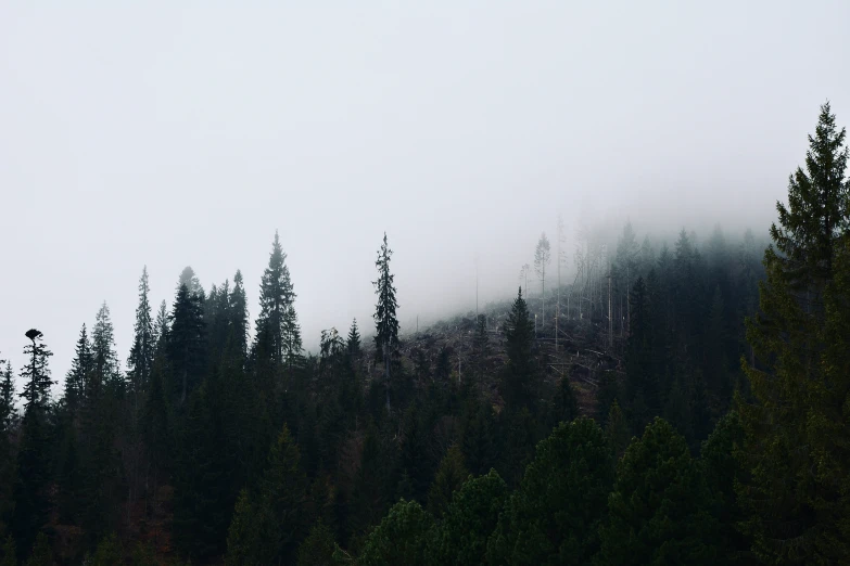 pine trees with thick, fog - covered tops standing on a hill