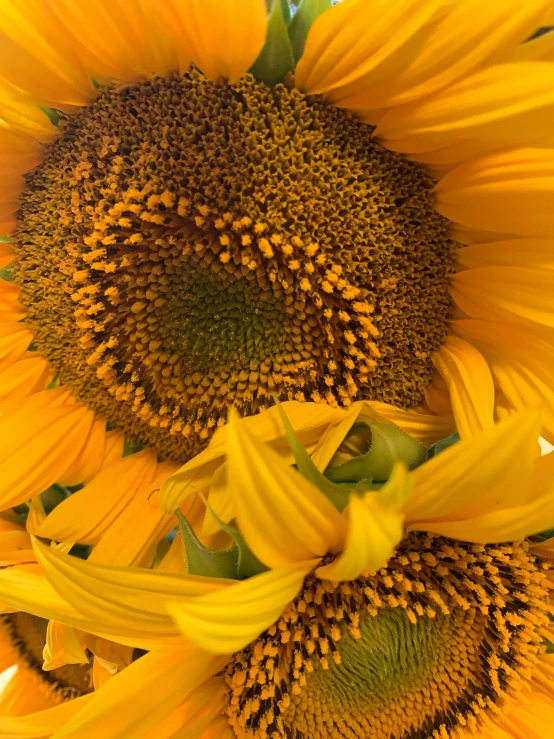 a sunflower is shown with two large leaves