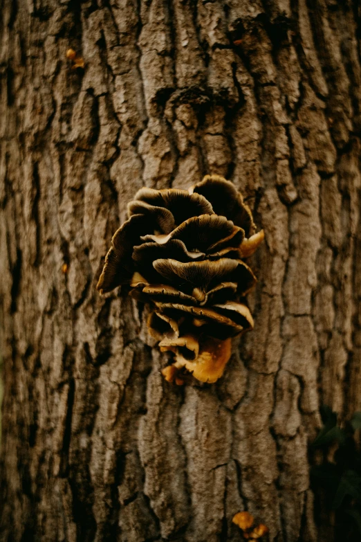 a group of mushrooms on top of a brown tree