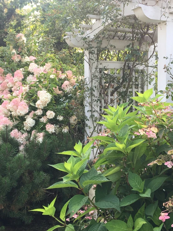 the house is surrounded by trees and shrubs