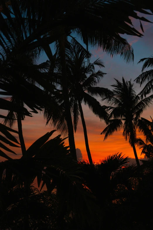 silhouettes of trees and the sunset seen through them