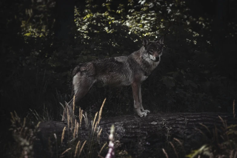 a wolf stands at the edge of a river in the dark