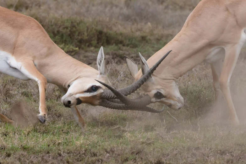 two animals are fighting over soing in the grass