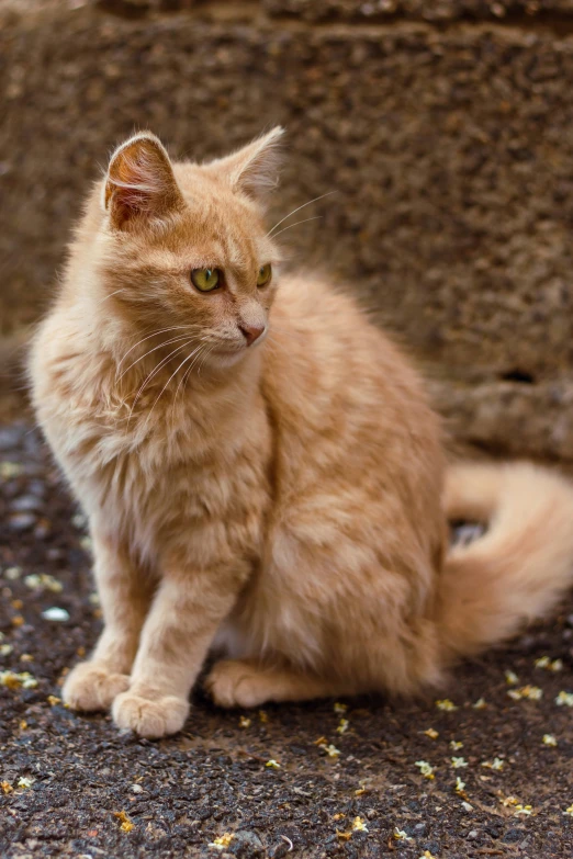 an orange cat sits on a stone surface