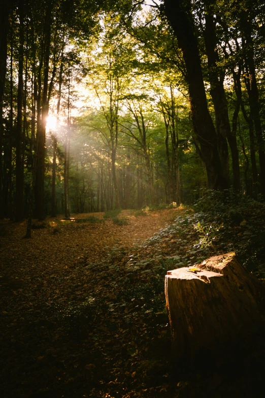 sunlight peaking through trees in an area with leaves