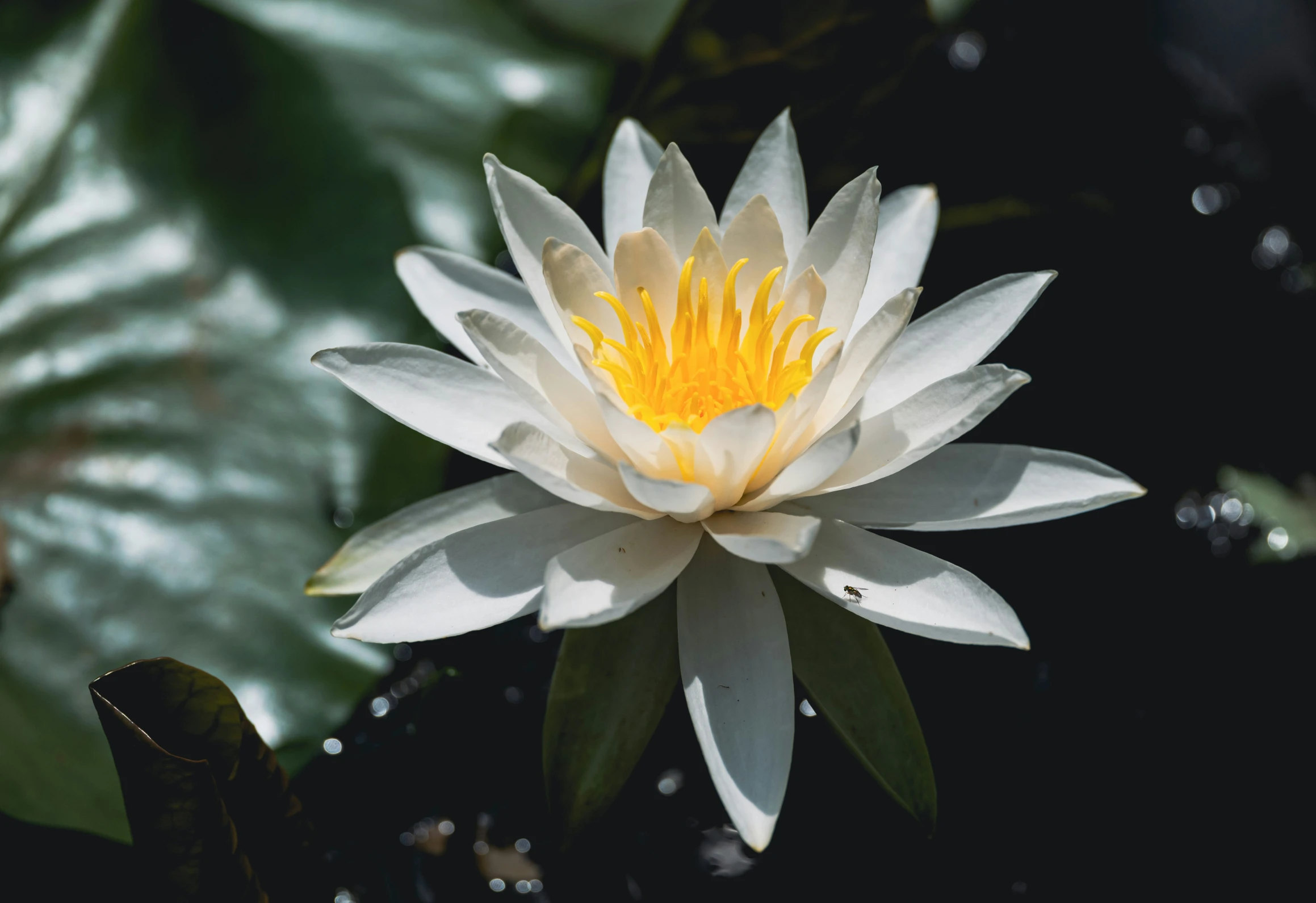 a white and yellow waterlily with many leaves