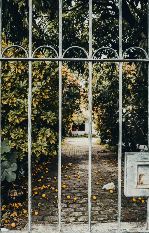 the gate of an iron walled path leads into an orange grove