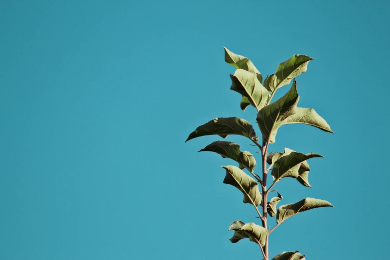 a very tall leafed plant is against a blue sky