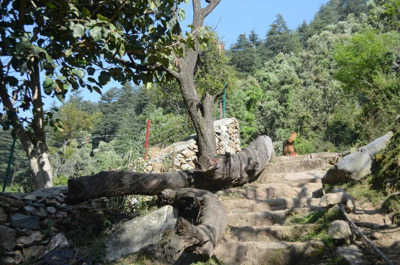 a large tree next to a stone trail