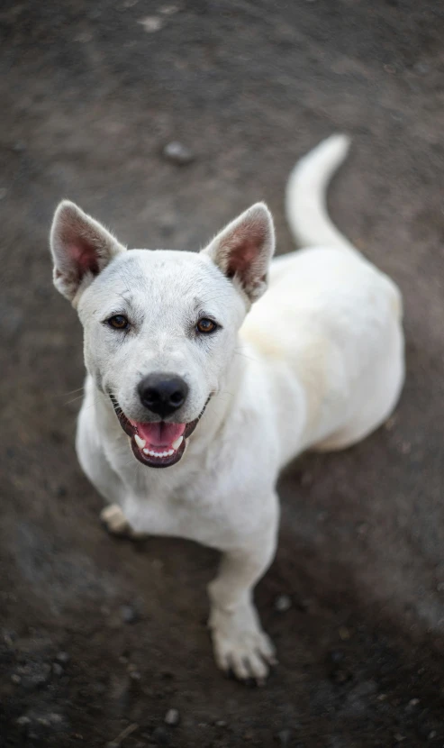 a dog with one eye open and smiling