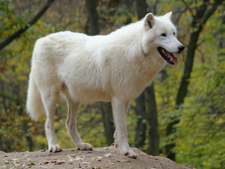 a large white wolf standing on top of a rock