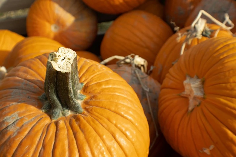 a display of pumpkins and squash for sale at a market