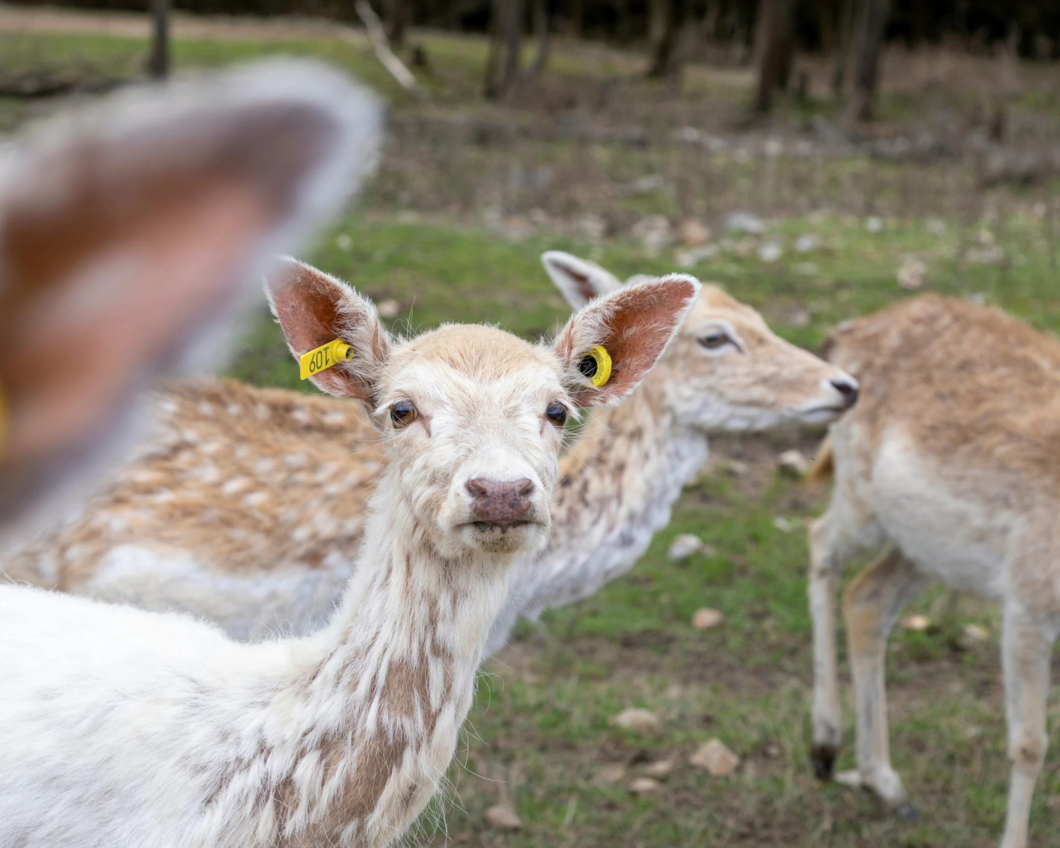 the baby deer with a pair of yellow eyes is looking at the pographer