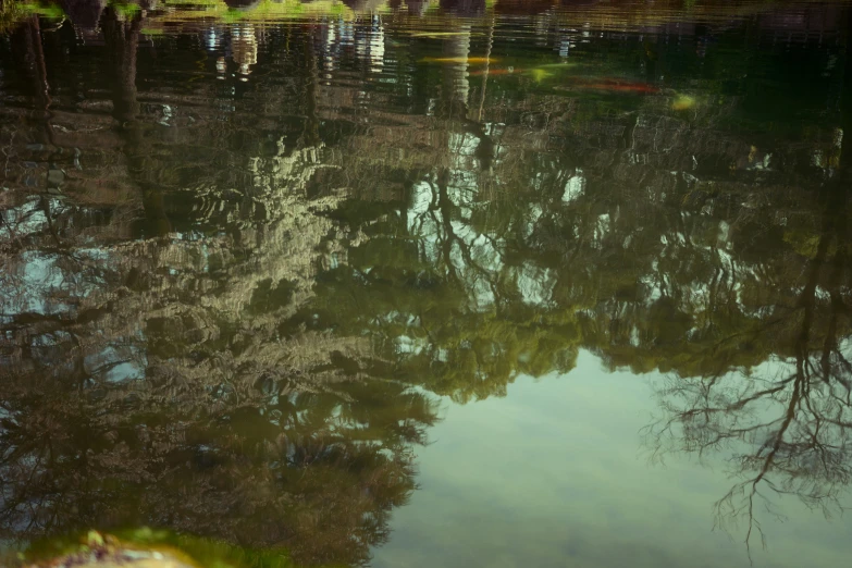 the water in a river is reflecting some trees