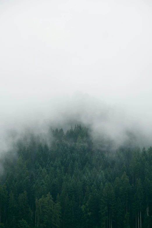 a plane is flying over a forest on a foggy day