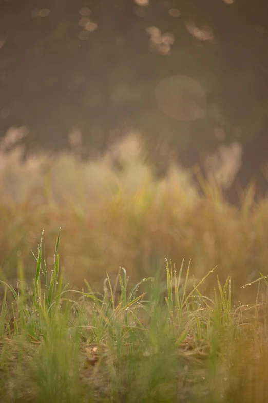 a red fox is standing alone in a field