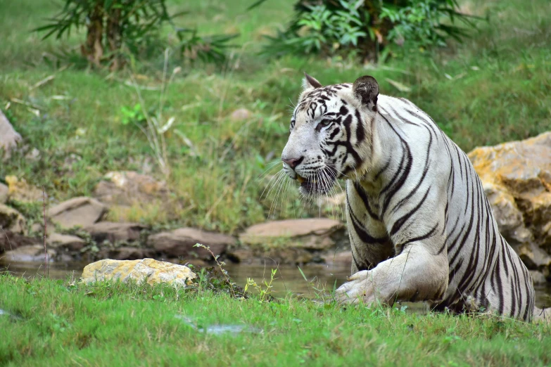 a white tiger sits in front of rocks and grass