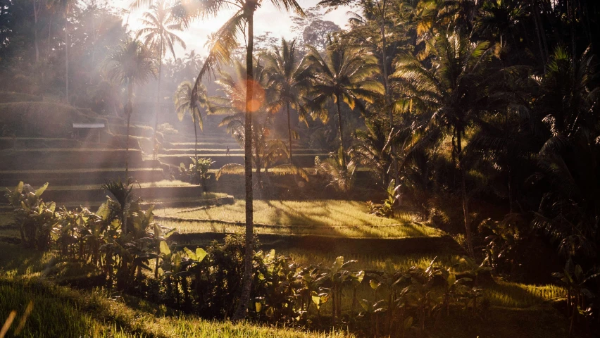 a lush green field with a pathway under trees