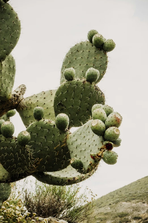 a large cactus plant on the top of a hill