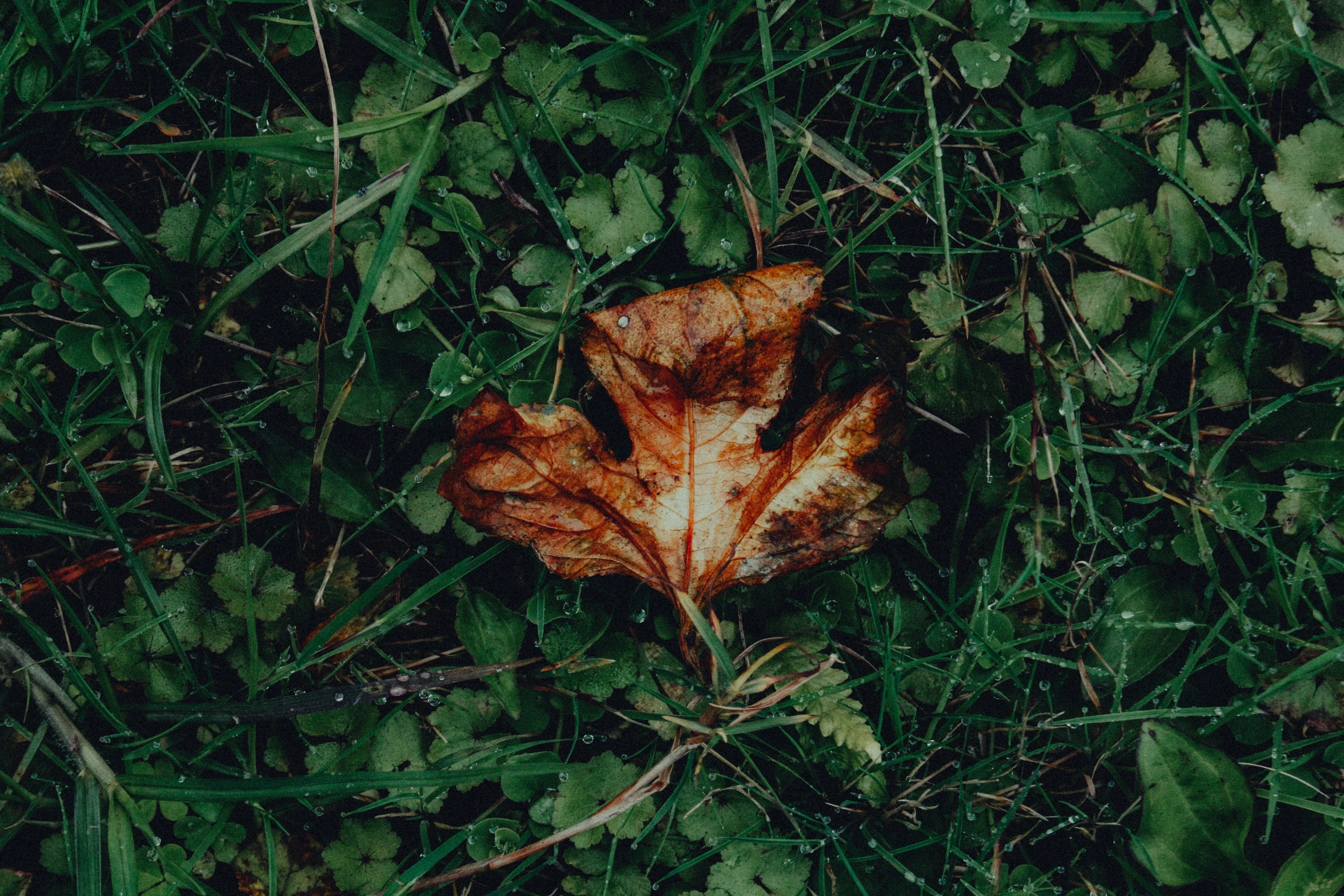 a lone leaf lies in some green grass