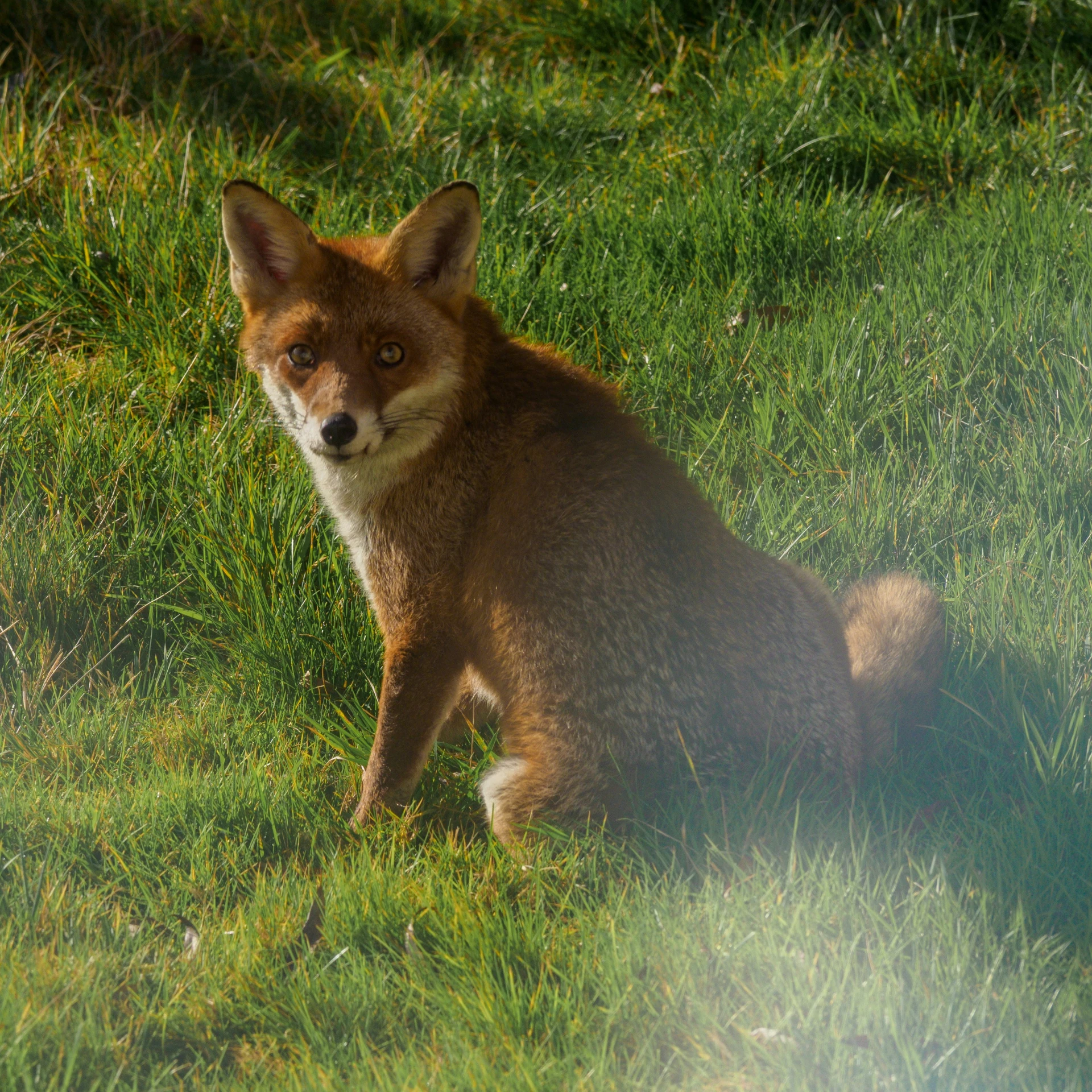 a fox sitting on the grass and looking at the camera