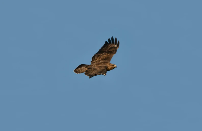 an animal flying through the air on a clear day