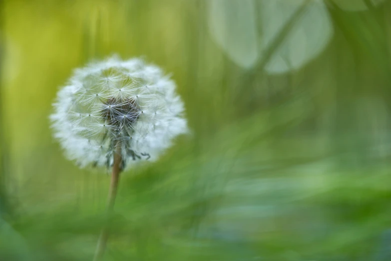 a dandelion is blowing in the wind and blurry in the background