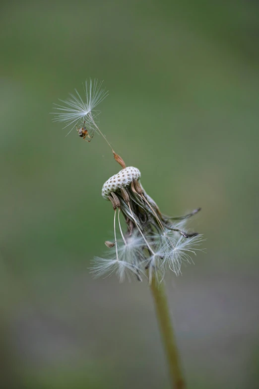 a dandelion with a bee that is flying on it