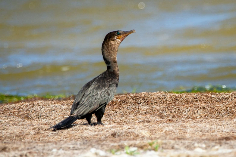 a little bird is standing by the water