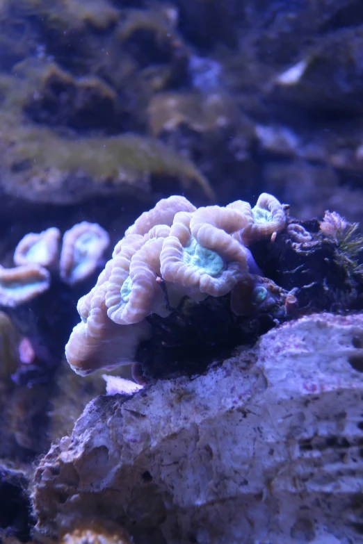 an image of sea shells and rocks in the water